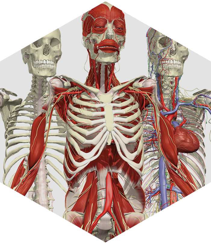 Learning Anatomy with Primal | TDS Health